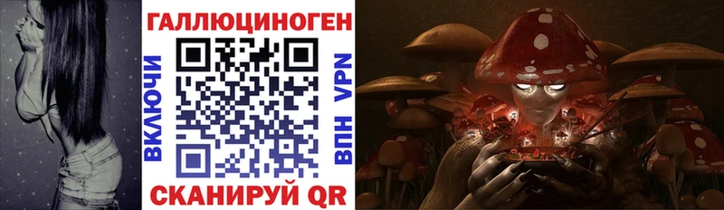 Псилоцибиновые грибы Psilocybe  Шлиссельбург 
